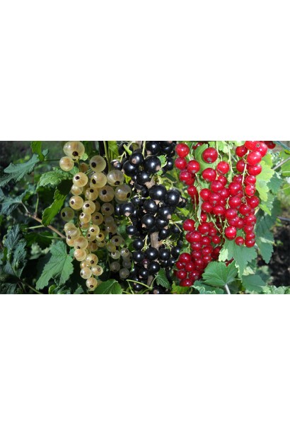 Добриво Свитязь Яра для смородини